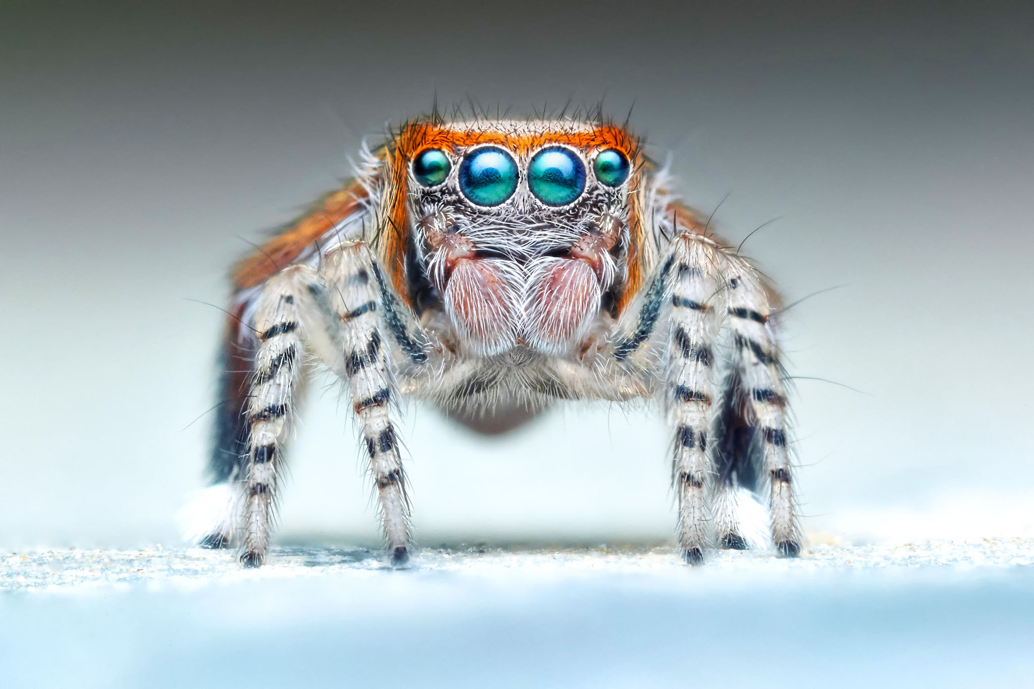 Une Mignonne Petite Araign e Photos Futura Une Mignonne Petite Araign e Photos Futura